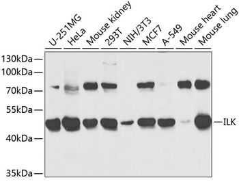 ILK Antibody