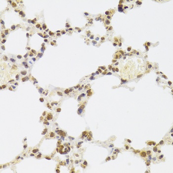 KU70 Antibody