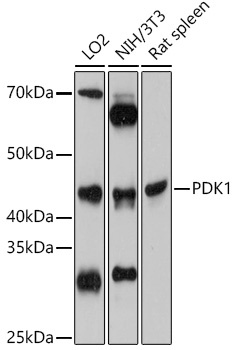 PDK1 Antibody