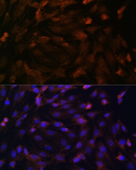 PTCH1 Antibody