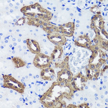 CALB1 Antibody