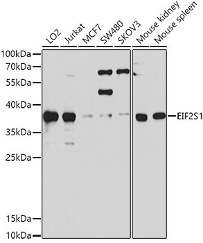 EIF2S1 Antibody