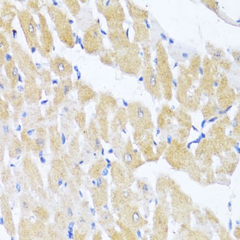 EIF2S1 Antibody