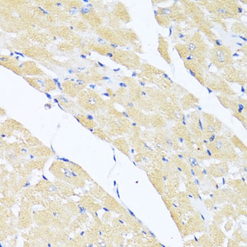 EIF2S1 Antibody