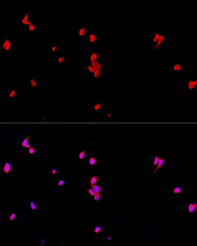 EIF2S1 Antibody