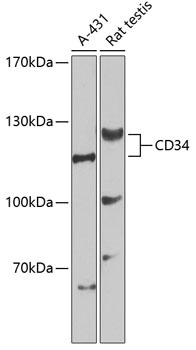 CD34 Antibody