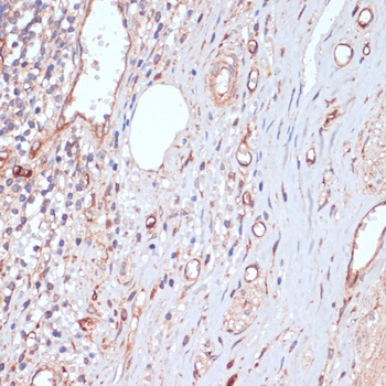 CD34 Antibody
