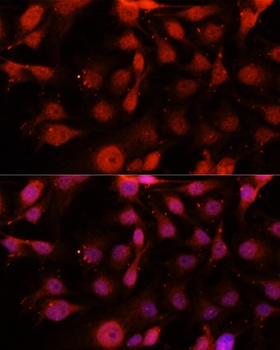 CD34 Antibody