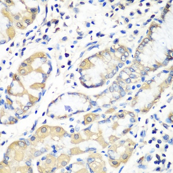 EZR Antibody