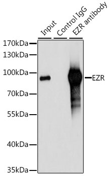 EZR Antibody