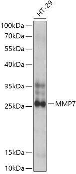 MMP7 Antibody