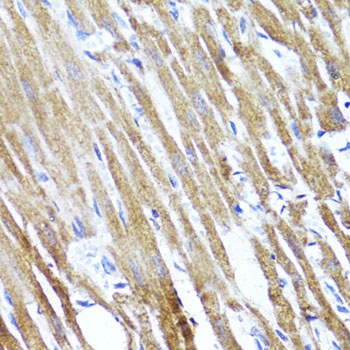 SOCS3 Antibody