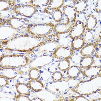 SOCS3 Antibody