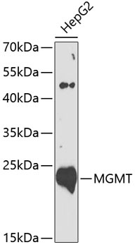 MGMT Antibody