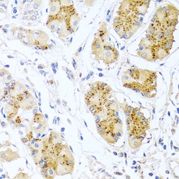 Endothelin 1 Antibody
