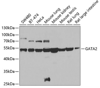 GATA2 Antibody