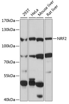 NFE2L2 Antibody