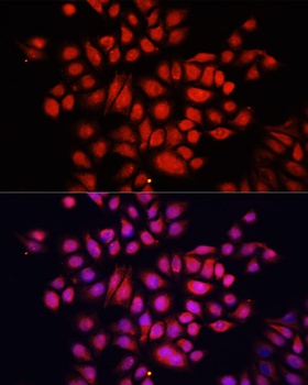 NFE2L2 Antibody