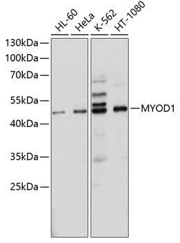 MYOD1 Antibody