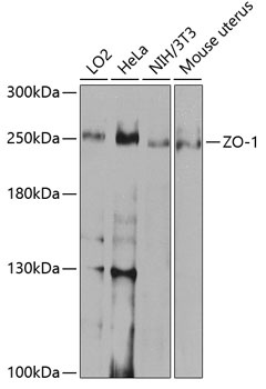 TJP1 Antibody