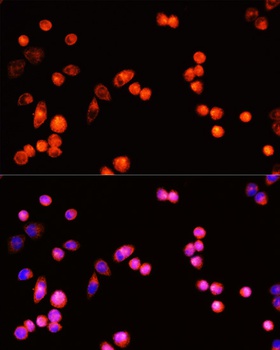 TGFBR3 Antibody