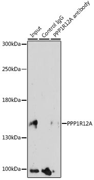 PPP1R12A Antibody