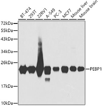PEBP1 Antibody