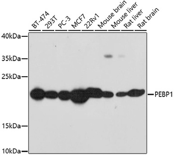 PEBP1 Antibody