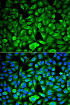 PEBP1 Antibody