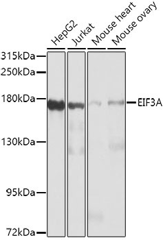 EIF3A Antibody
