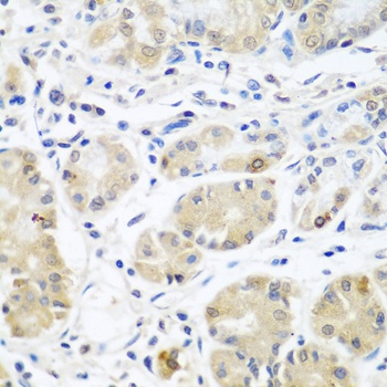 EIF3A Antibody