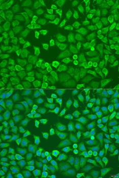 EIF3A Antibody