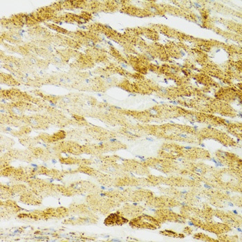 HSPA9 Antibody