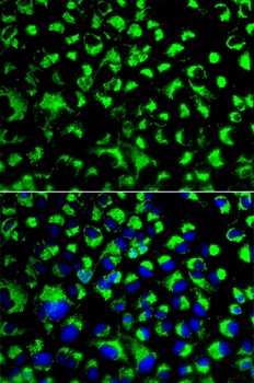 HSPA9 Antibody