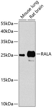 RALA Antibody