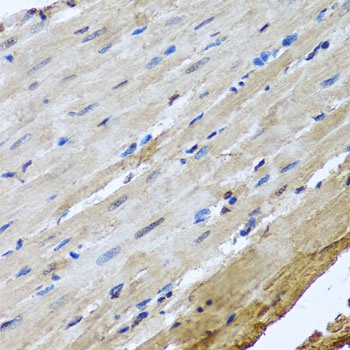 NUMA1 Antibody