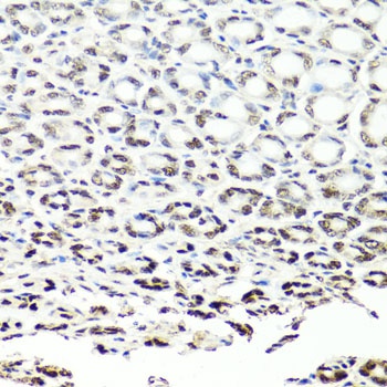 NUMA1 Antibody