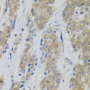 DNM2 Antibody