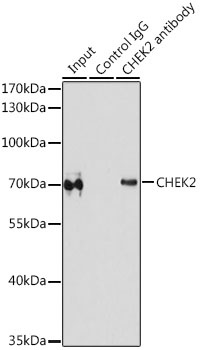 CHEK2 Antibody