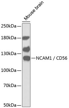 NCAM1 Antibody