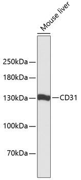 PECAM1 Antibody