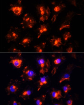 PECAM1 Antibody