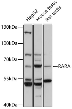 RARA Antibody