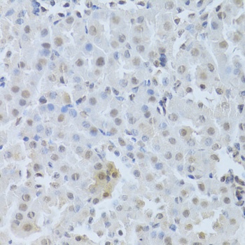 CDK4 Antibody