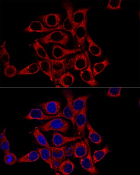 CD4 Antibody