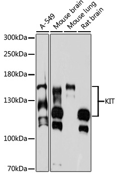 KIT Antibody