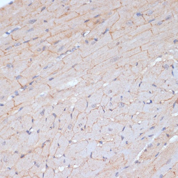KIT Antibody