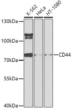 CD44 Antibody