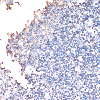 CD44 Antibody