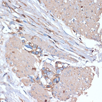 CD44 Antibody